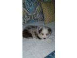 Miniature Australian Shepherd Puppy for sale in Hixson, TN, USA