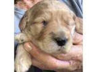 Goldendoodle Puppy for sale in Cullman, AL, USA