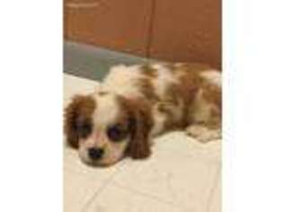 Cavalier King Charles Spaniel Puppy for sale in Cynthiana, KY, USA
