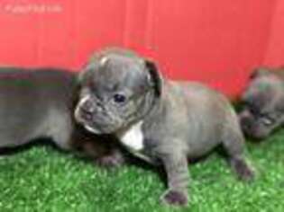 French Bulldog Puppy for sale in Uniondale, NY, USA