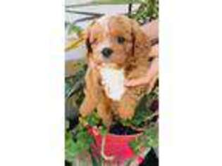 Cavapoo Puppy for sale in Darien, CT, USA