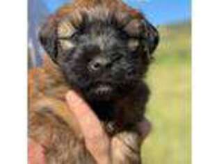 Soft Coated Wheaten Terrier Puppy for sale in Parkman, WY, USA