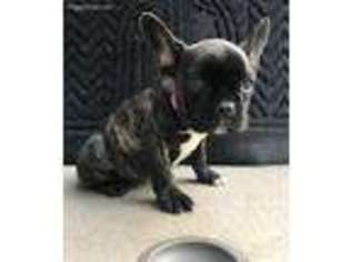 French Bulldog Puppy for sale in Dalton, GA, USA
