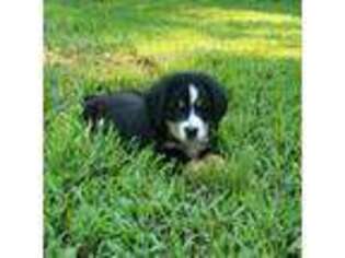 Bernese Mountain Dog Puppy for sale in Nicholson, GA, USA