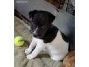Jack Russell Terrier Puppy for sale in Malott, WA, USA