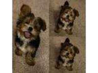 Mutt Puppy for sale in Newark, NJ, USA