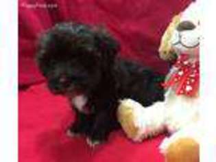 Havanese Puppy for sale in Maben, MS, USA