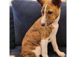 Basenji Puppy for sale in Beaumont, TX, USA