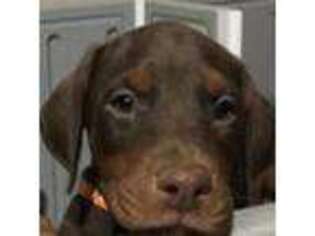 Doberman Pinscher Puppy for sale in North Las Vegas, NV, USA