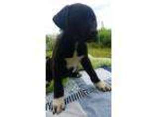 Staffordshire Bull Terrier Puppy for sale in Franklin, VT, USA