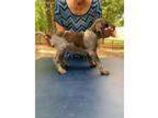 German Shorthaired Pointer Puppy for sale in Palmetto, GA, USA