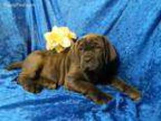 Neapolitan Mastiff Puppy for sale in Unionville, IA, USA