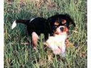 Cavalier King Charles Spaniel Puppy for sale in Okeechobee, FL, USA