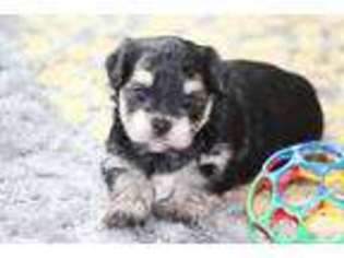 Mutt Puppy for sale in Saint Joe, IN, USA