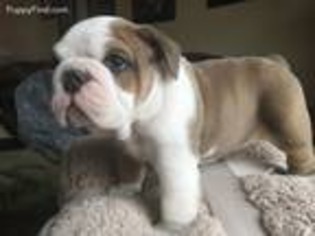 Bulldog Puppy for sale in Uniontown, OH, USA