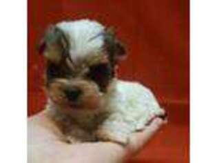 Biewer Terrier Puppy for sale in Cullman, AL, USA