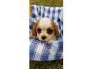 Cavalier King Charles Spaniel Puppy for sale in East Bridgewater, MA, USA
