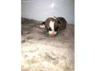 Bull Terrier Puppy for sale in Pearland, TX, USA