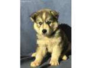 Siberian Husky Puppy for sale in Blackstock, SC, USA