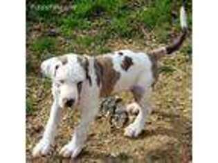 Great Dane Puppy for sale in Blanco, TX, USA