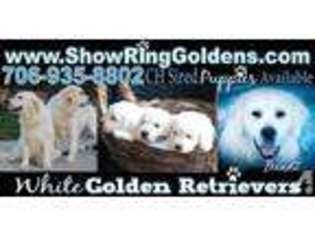 Labrador Retriever Puppy for sale in RINGGOLD, GA, USA
