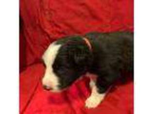 Border Collie Puppy for sale in Tonto Basin, AZ, USA