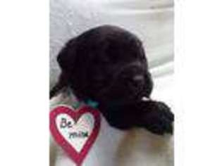 Labrador Retriever Puppy for sale in New Enterprise, PA, USA