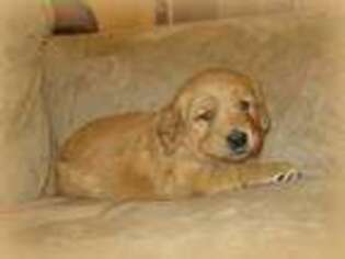 Golden Retriever Puppy for sale in Oroville, CA, USA