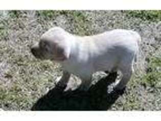 Labrador Retriever Puppy for sale in Clinton, NC, USA