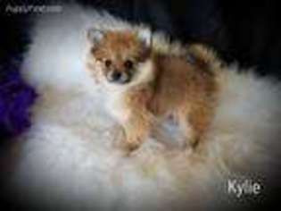 Pomeranian Puppy for sale in Big Island, VA, USA