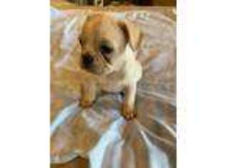 French Bulldog Puppy for sale in Sturgeon, MO, USA
