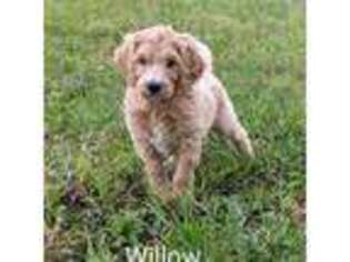 Goldendoodle Puppy for sale in Farwell, MI, USA