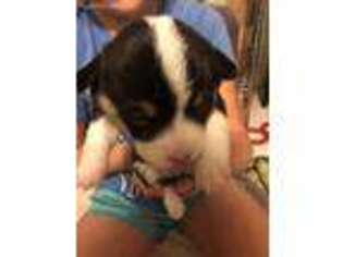 Pembroke Welsh Corgi Puppy for sale in Unadilla, NY, USA
