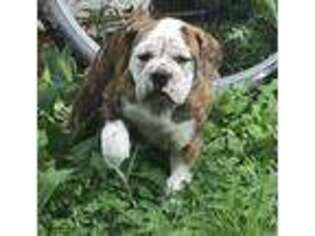 Olde English Bulldogge Puppy for sale in Unknown, , USA