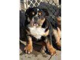 Bulldog Puppy for sale in Lemon Grove, CA, USA