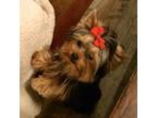 Yorkshire Terrier Puppy for sale in Rancho Santa Fe, CA, USA