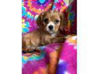 Cavalier King Charles Spaniel Puppy for sale in Bonita Springs, FL, USA