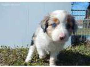 Miniature Australian Shepherd Puppy for sale in Bridgeport, TX, USA