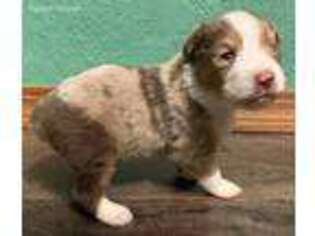 Miniature Australian Shepherd Puppy for sale in Stilwell, OK, USA