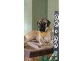 Mastiff Puppy for sale in FREDERICKTOWN, PA, USA