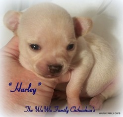 Chihuahua Puppy for sale in Glasgow, KY, USA