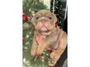 Bulldog Puppy for sale in Fort Wayne, IN, USA