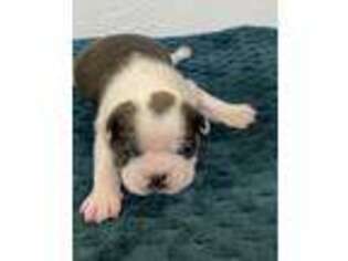 Boston Terrier Puppy for sale in Gladewater, TX, USA