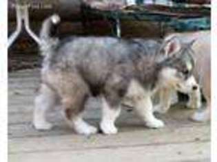 Siberian Husky Puppy for sale in Sullivan, MO, USA