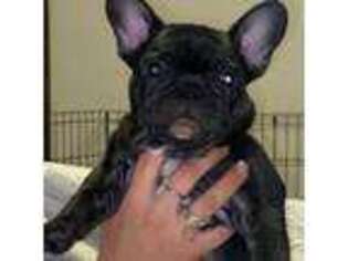 French Bulldog Puppy for sale in Selah, WA, USA