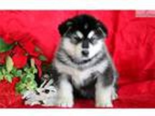 Alaskan Malamute Puppy for sale in Lancaster, PA, USA
