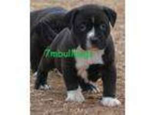 American Bulldog Puppy for sale in Sterling, OK, USA