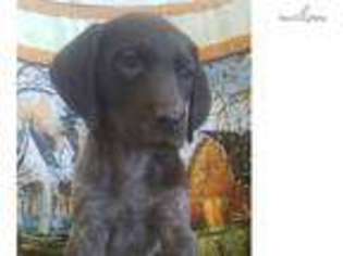 German Shorthaired Pointer Puppy for sale in North Platte, NE, USA
