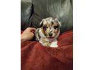 Miniature Australian Shepherd Puppy for sale in Ames, IA, USA