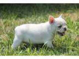 French Bulldog Puppy for sale in Sylva, NC, USA